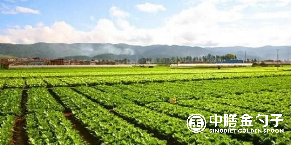 食材配送公司選擇種植基地應(yīng)該注意哪些事項(xiàng)？